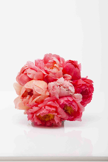 Peonies en masse - Image 3