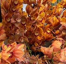 Cymbidiums en Masse - Image 2
