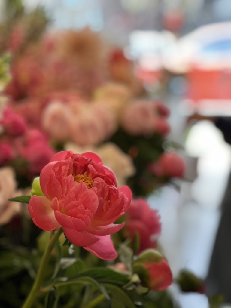 Peonies en masse - Image 2