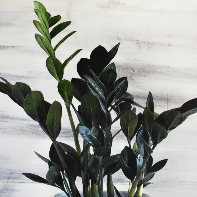 ZZ Black Knight Zamioculcas