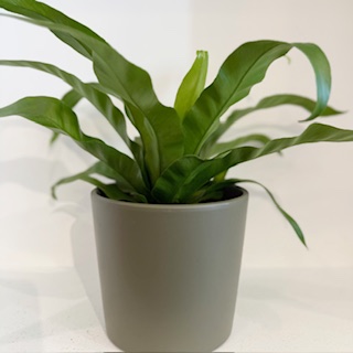 Fern Asplenium nidus - Image 2