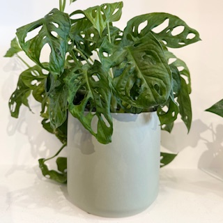 Florienne  Monstera Monkey Mask