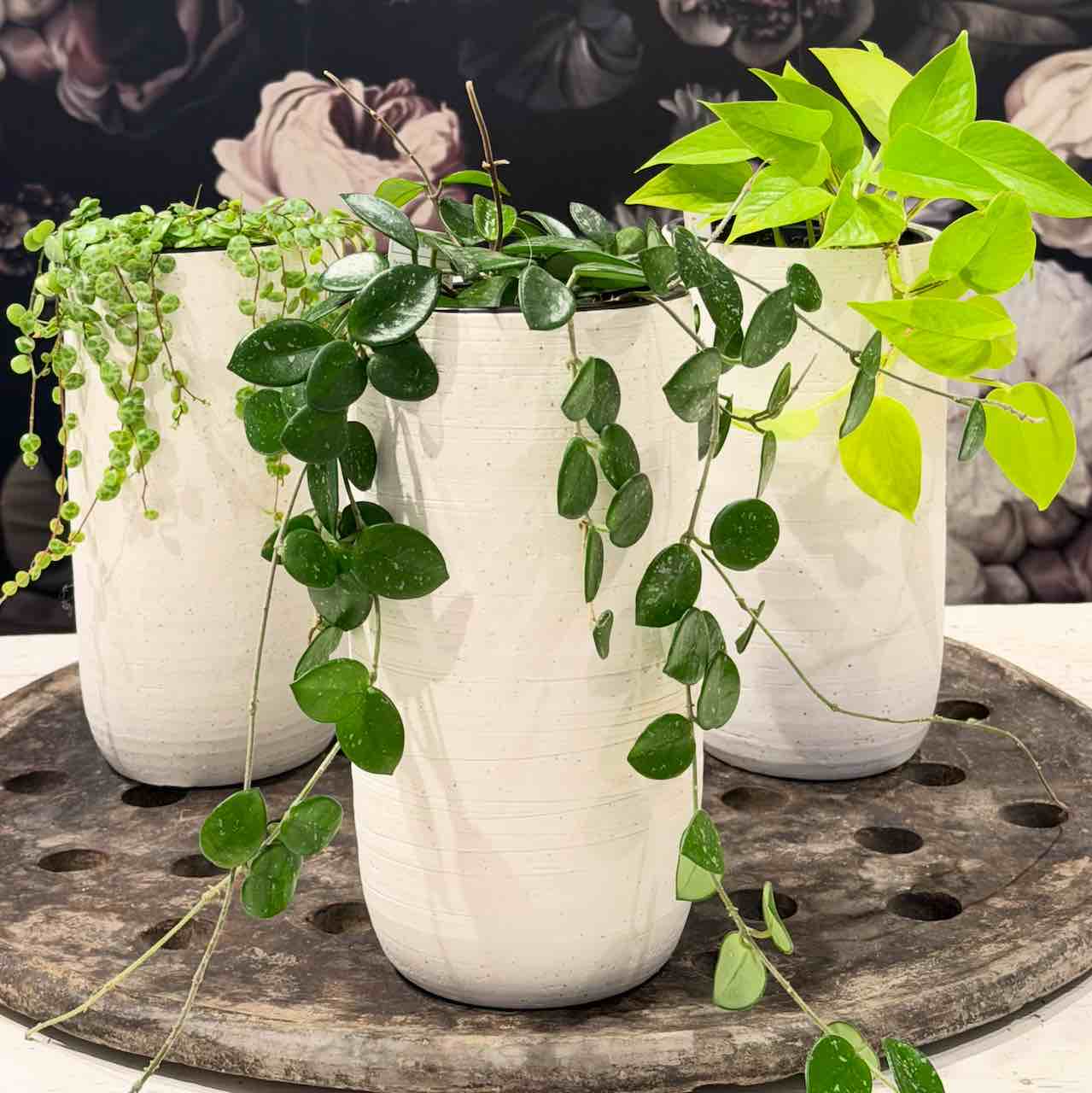Plant in Texture Vase